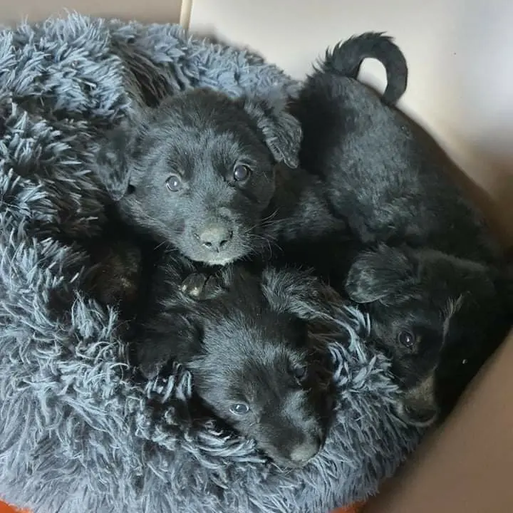 Netko je u gradu odbacio ove tri njuškice stare tek dva mjeseca: Štenci traže siguran dom 