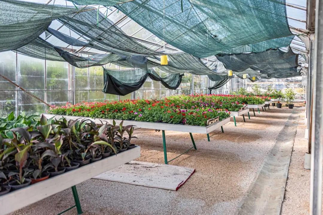 Zeleni grad pripremio dvije tisuće sadnica koje će podijeliti građanima: pelargonije, petunije, vodenike, gazanije…