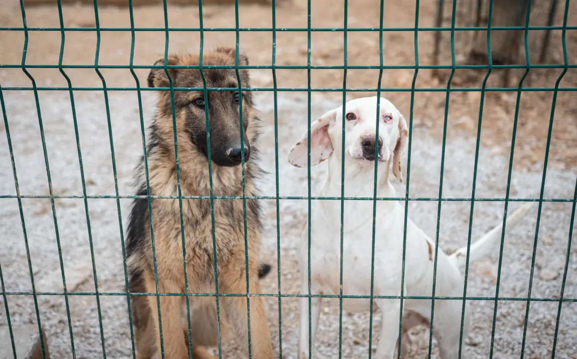 Reportaža iz As-Eka:  Malik, Mrva, Lisac, Stela... i oni bi s nekim ušli u Novu godinu!