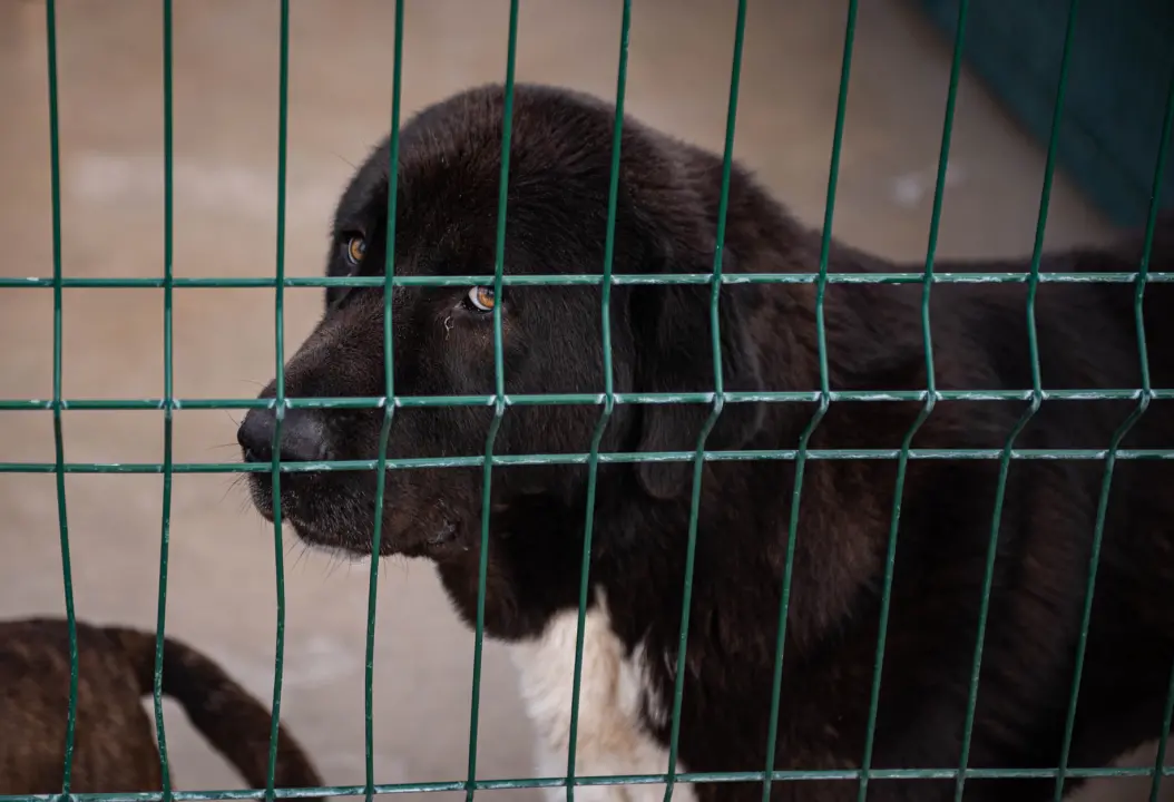 Reportaža iz As-Eka:  Malik, Mrva, Lisac, Stela... i oni bi s nekim ušli u Novu godinu!