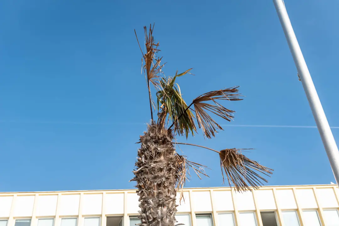 Zeznuti azijski kukac presudio palmama na šibenskoj rivi: Nakon što se postavi nova rasvjeta, stiže dvadesetak novih stabala