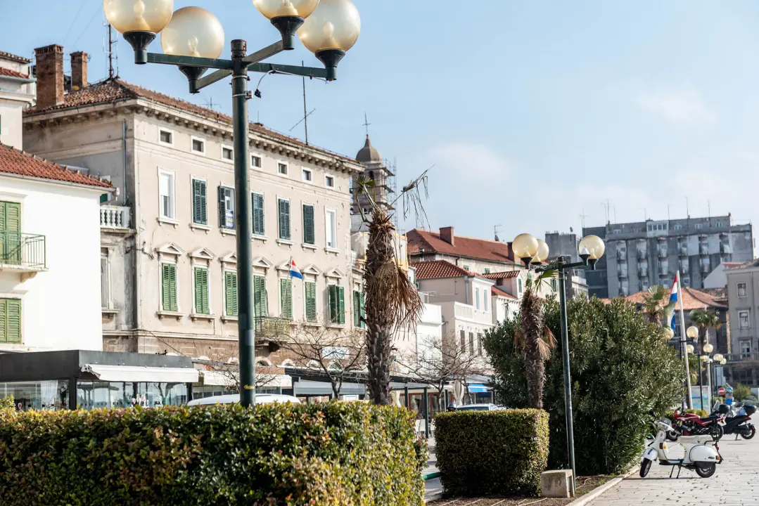 Zeznuti azijski kukac presudio palmama na šibenskoj rivi: Nakon što se postavi nova rasvjeta, stiže dvadesetak novih stabala