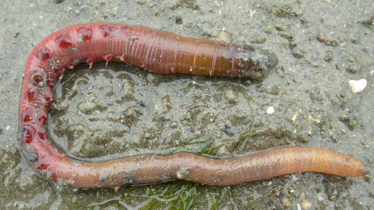 Pitali smo znanstvenike što bi moglo biti ‘čudovište’ iz Zatona: Polycheta, Arenicola marina, Terebellidae?
