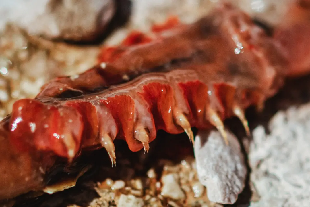 Pitali smo znanstvenike što bi moglo biti ‘čudovište’ iz Zatona: Polycheta, Arenicola marina, Terebellidae?