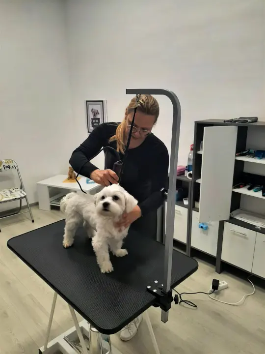 Salon za šišanje pasa Luki pružit će najbolju njegu vašim ljubimcima!