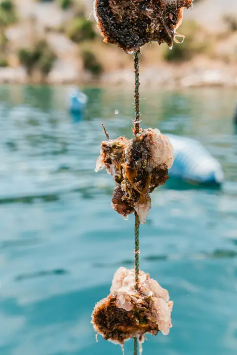 Posjetite novootvorenu kušaonicu školjaka i vina Oyster22! 