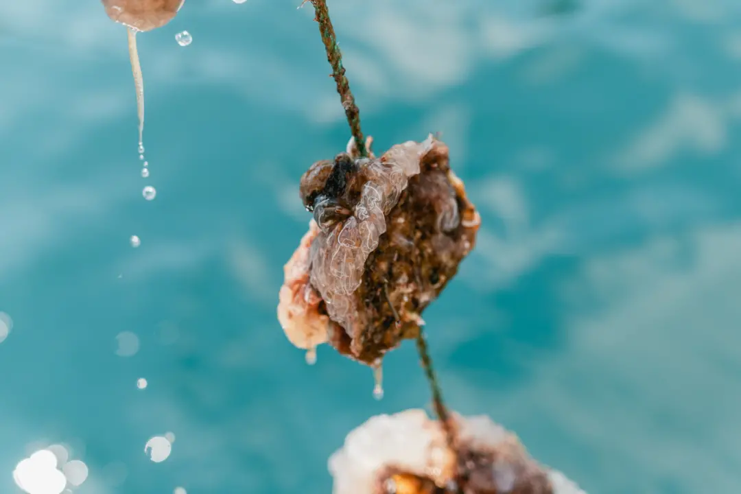 Posjetite novootvorenu kušaonicu školjaka i vina Oyster22! 