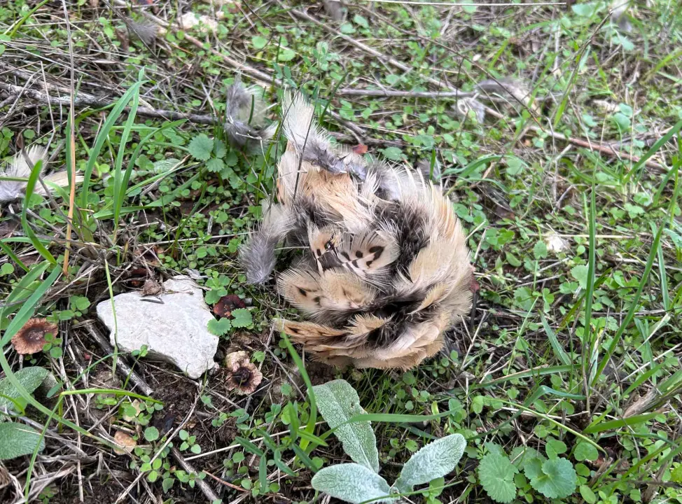 Lovci im zapucali iznad glava dok su brali masline u Donjem Polju: 'Jedan me čak i odgurnuo s puškom!'