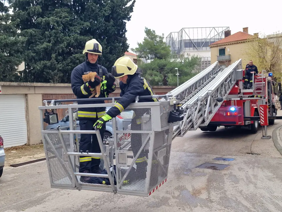 Vatrogasci sa čempresa na Baldekinu spasili macu: Na intervenciju stigli za desetak minuta