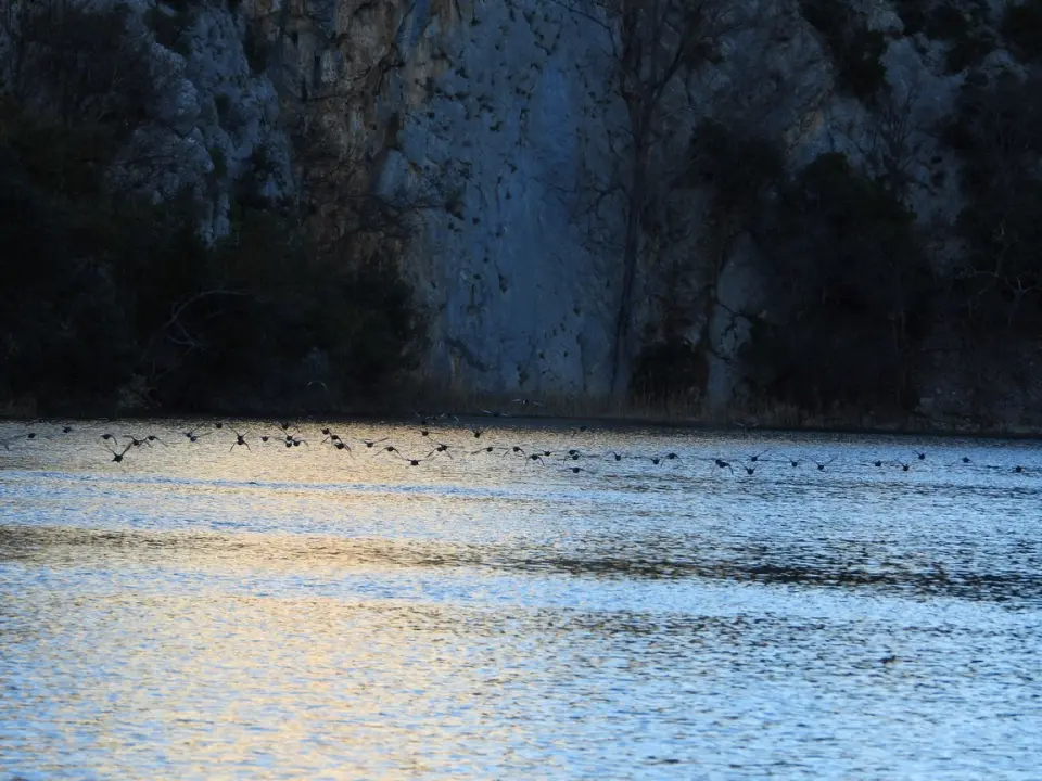 Zimsko prebrojavanje ptica vodarica u NP Krka: Najviše je liski, zabilježeno još 20 vrsta