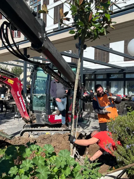Nakon medijske kritike, Zeleni grad posadio novo stablo ispred hotela Jadran