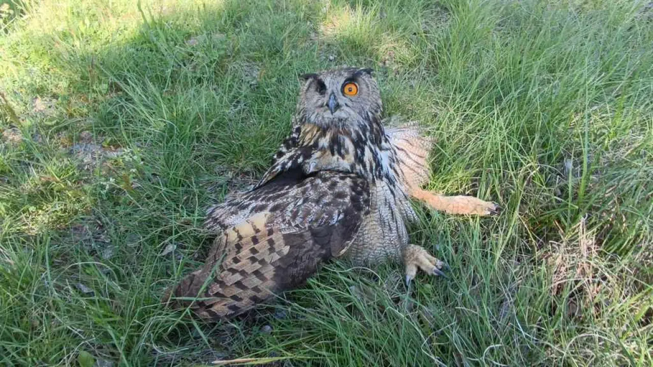 Ranjena sova ušara pronađena u Vukšiću