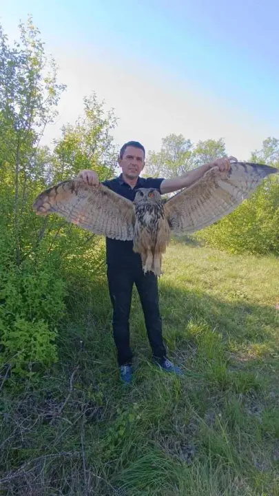 Ranjena sova ušara pronađena u Vukšiću