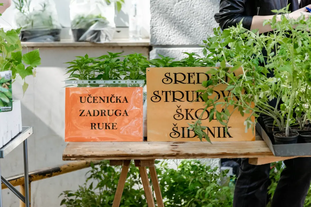 Još sutra će učenici Srednje strukovne škole u Šibeniku prodavati sadnice začinskog bilja i povrća