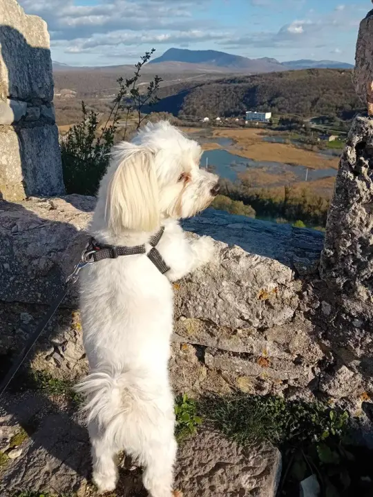 Provjerite tko su naj ljubimci 2024. godine!