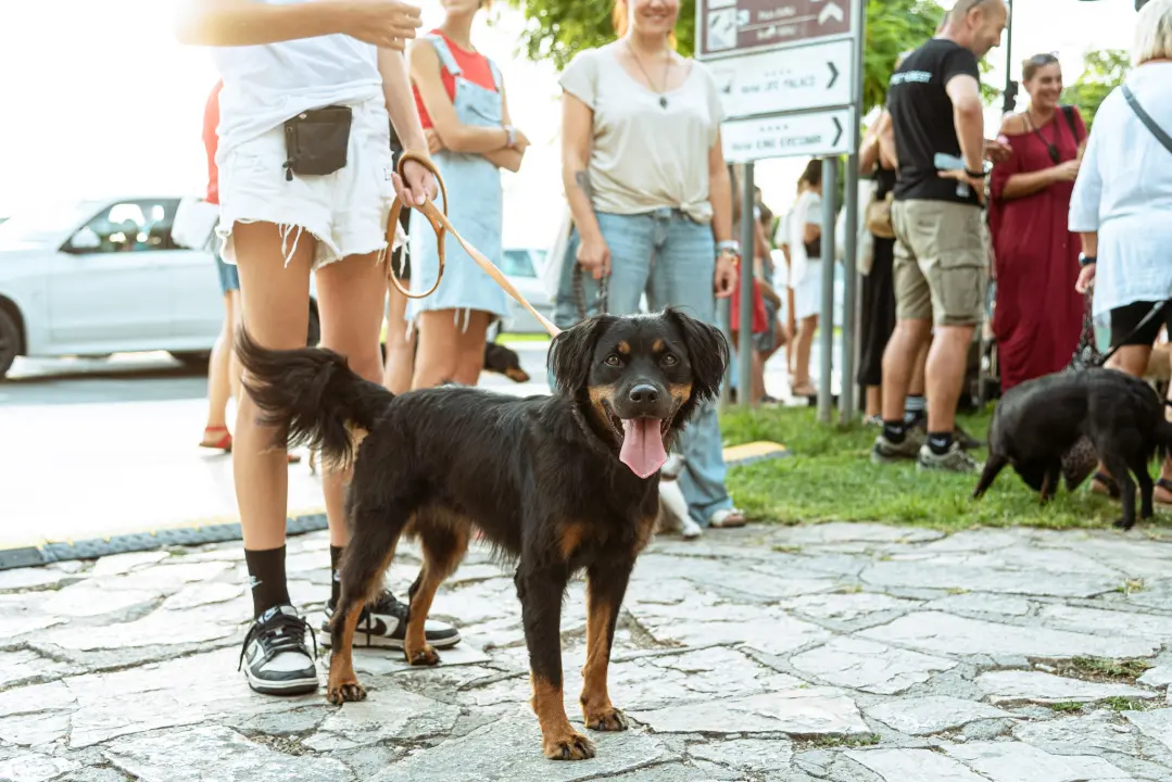 Šibenske šape rođendan proslavile izložbom pasa, tombolom i kvizom