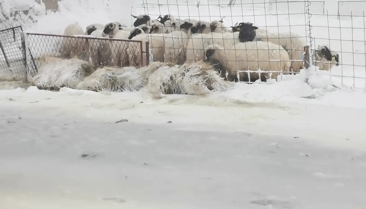 U Lici iz snježne oluje spašeno 48 ljudi