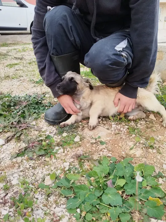 Vrckava kujica Emma traži svoj zauvijek dom