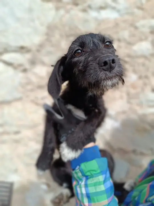 Male sestrice iz Šibenskih šapa preboljele su opaku bolest i sada traže svoje zauvijek domove