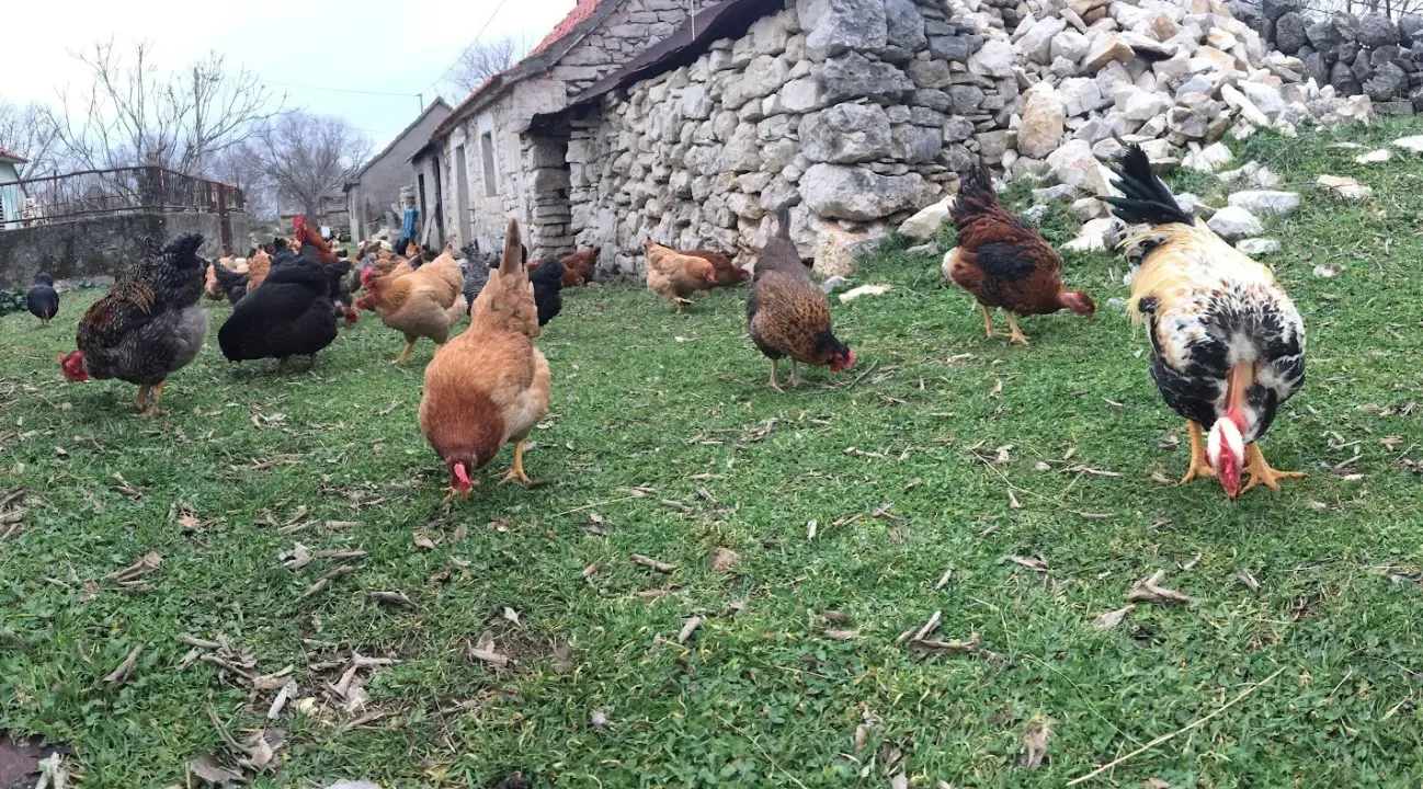 'Halo Jaja': Od koka do vaše kuhinje u najkraćem mogućem roku!
