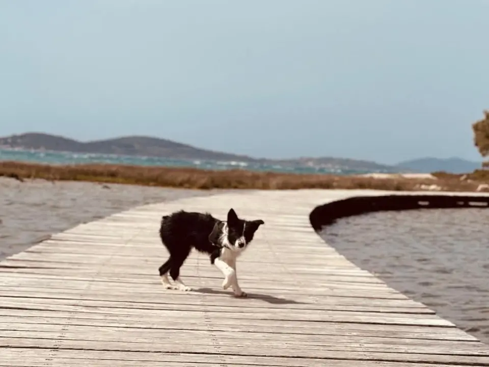 Lucy Lu iz Šibenskih šapa traži dom pun ljubavi – zaslužuje drugu priliku