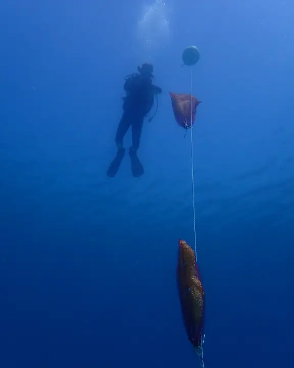 U NP Kornati postavljeni kolektori za prikupljanje mlađi periske