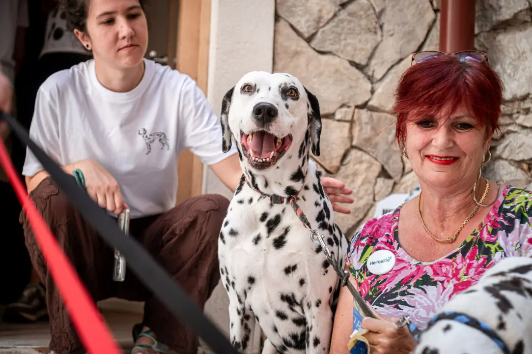 Otvorena Kuća dalmatinskog psa