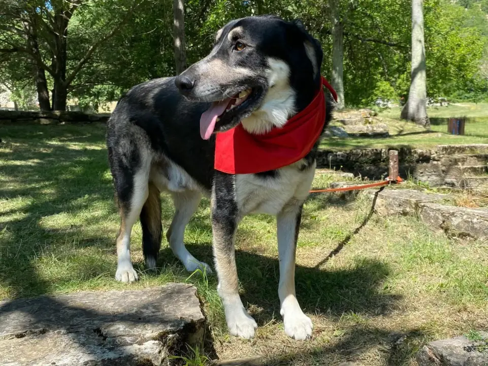 Apel iz Šibenskih šapa: Zorro – pas čije srce još uvijek čeka svoj dom