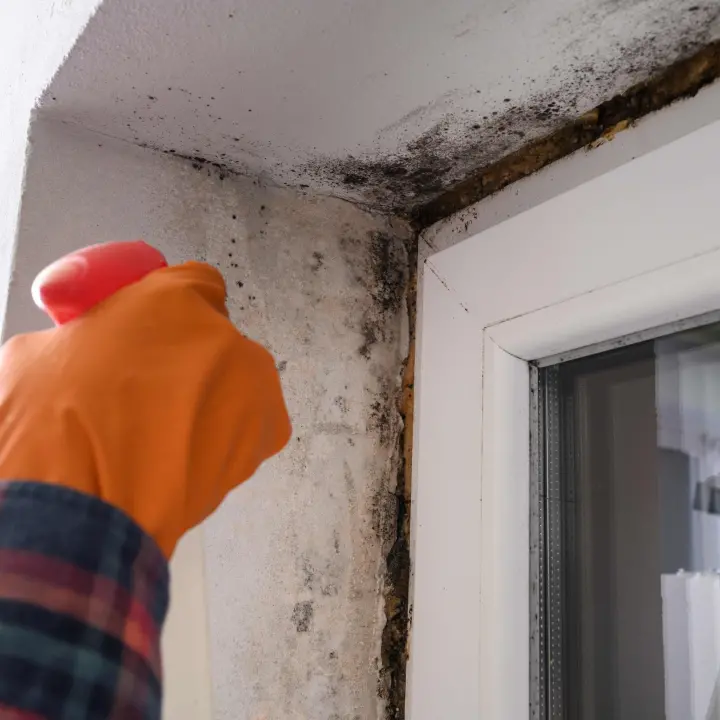 FOTO: Pasja vrućina, zatvoreni prozori i vlaga – znate li kako spriječiti plijesan? 